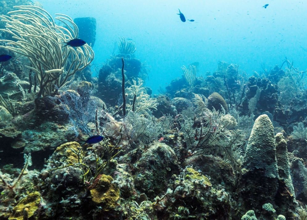 diving in turks and caicos underwater treasures