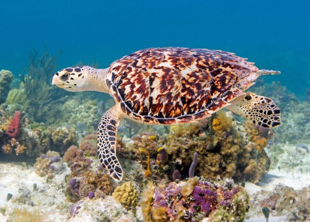 diving in turks and caicos turtle