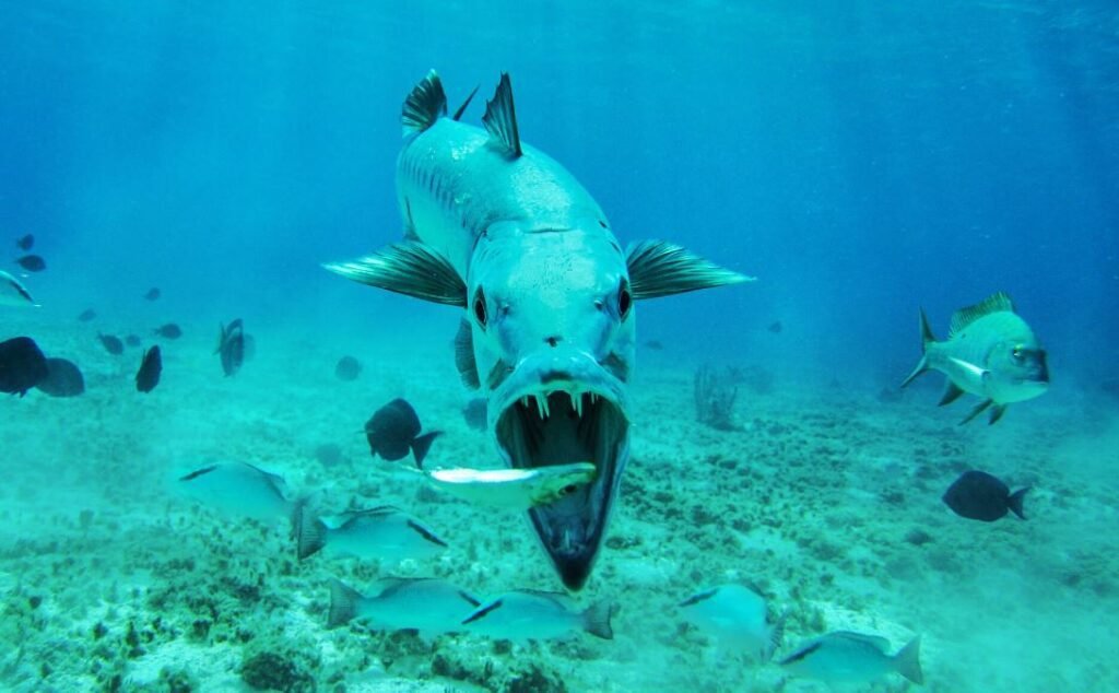 diving in turks and caicos